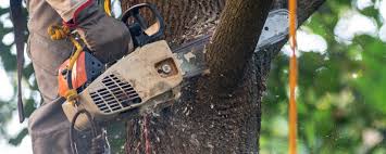 Reliable Kaukauna, WI Tree Care Solutions