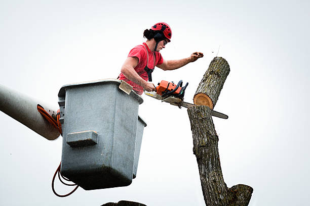 How Our Tree Care Process Works  in  Kaukauna, WI